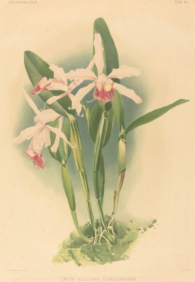 Laelia Elegans Schilleriana - Joseph Mansell