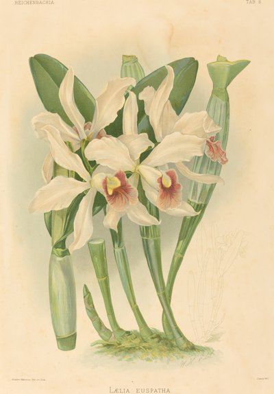 Laelia Euspatha - Joseph Mansell after Walter Hood Fitch