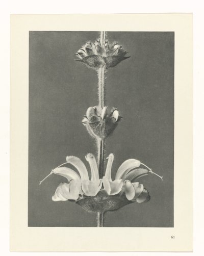 Étude de plante (Urformen der Kunst) - Karl Blossfeldt