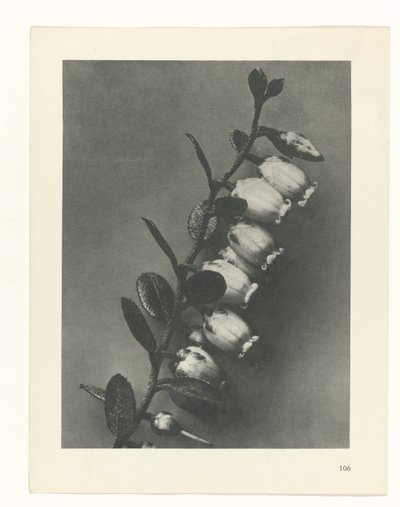 Étude de plante (Urformen der Kunst) - Karl Blossfeldt