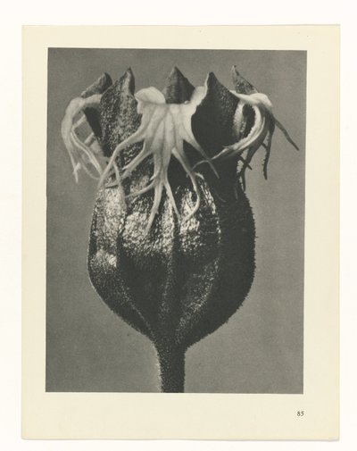 Étude de plante (Urformen der Kunst) - Karl Blossfeldt