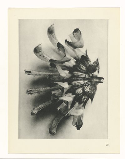 Étude de plante (Urformen der Kunst) - Karl Blossfeldt