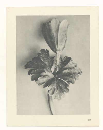 Étude de plante (série Urformen der Kunst) - Karl Blossfeldt