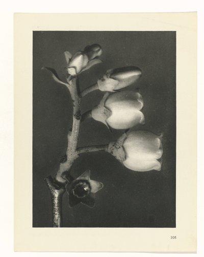 Étude de plante (Urformen der Kunst) - Karl Blossfeldt