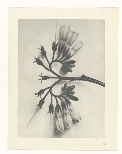 Étude de plante (Urformen der Kunst) - Karl Blossfeldt