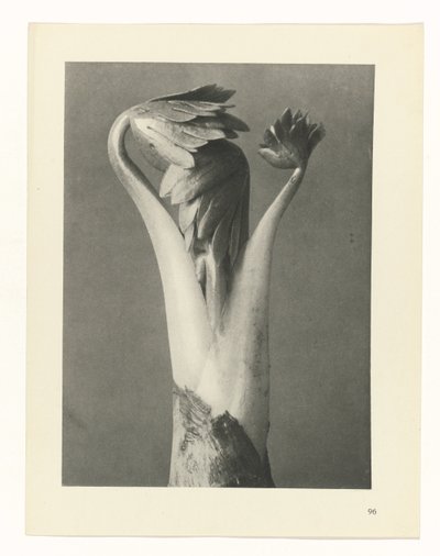 Étude de plante (Urformen der Kunst) - Karl Blossfeldt