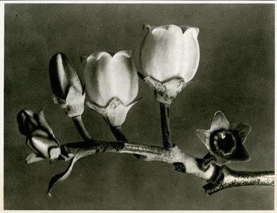 Vaccinium Corymbosum, 1929 - Karl Blossfeldt