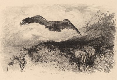 Aigle en vol - Karl Bodmer