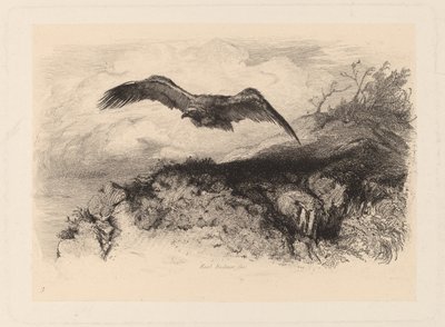 Aigle en vol - Karl Bodmer