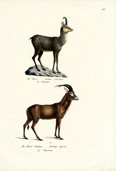 Chamois, 1824 - Karl Joseph Brodtmann