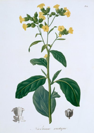 Nicotiana Tabacum, 1821 - LFJ Hoquart