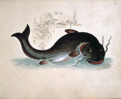 Poisson-chat - Leonhard Baldner