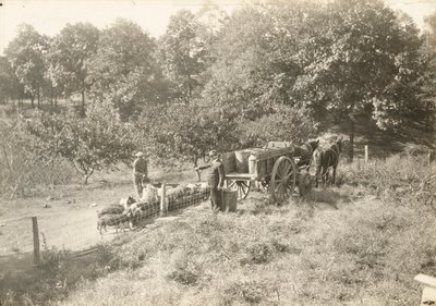 Sans titre - Lewis Wickes Hine