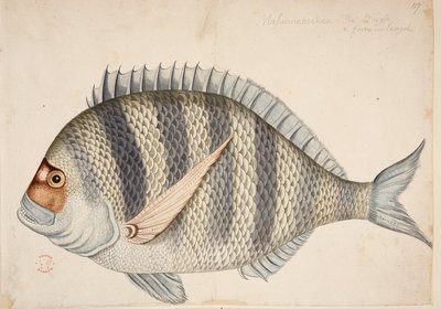 Un poisson - Mark Catesby