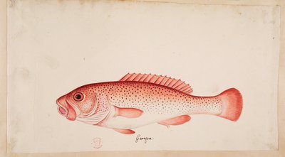 Un poisson. - Mark Catesby