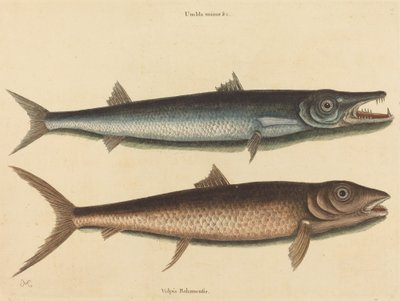 Le barracuda (Esox barracuda) - Mark Catesby