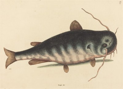 Le poisson-chat Silurus catus, publié en 1754 - Mark Catesby