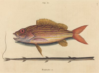 Le lane-snapper Sparus synagris - Mark Catesby