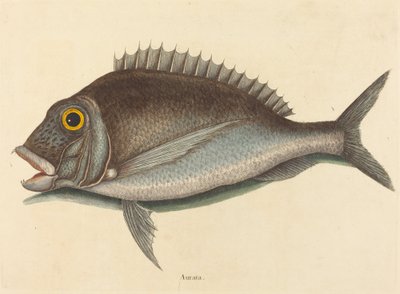 Le Porgy Sparus chrysops, publié en 1754 - Mark Catesby