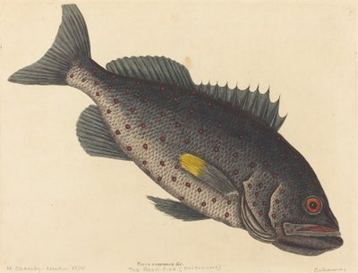 Le poisson roche (Perca venenosa) - Mark Catesby