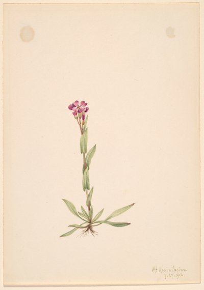 Arabis lyallii, 1916 - Mary Vaux Walcott