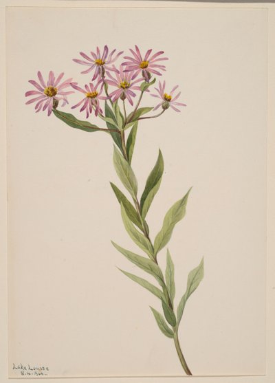 Aster Engelmann, 1904 - Mary Vaux Walcott