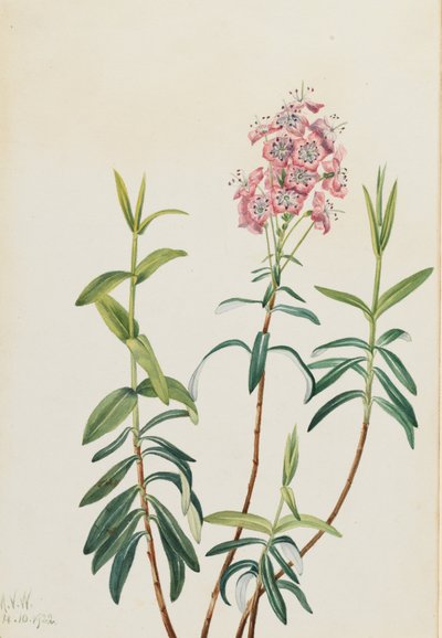 Kalmia des marais - Mary Vaux Walcott