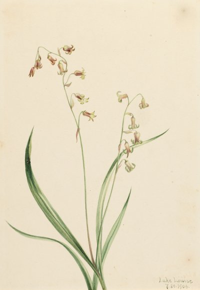 Bronzebells Stenanthium occidentale - Mary Vaux Walcott