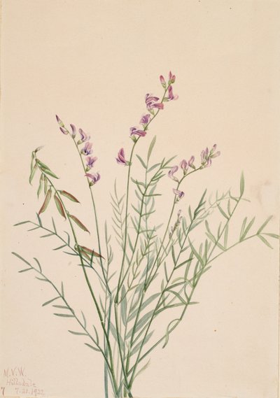 Astragale de Burgess Astragalus bourgovii, 1922 - Mary Vaux Walcott