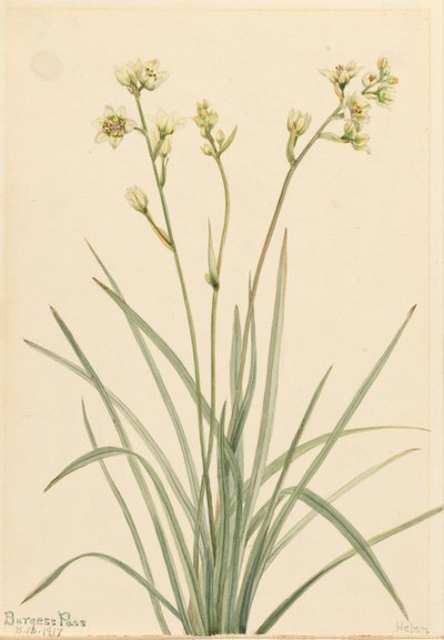 Deathcamas Zygadenus elegans, 1917 - Mary Vaux Walcott