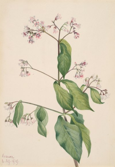 Apocynum androsaemifolium - Mary Vaux Walcott