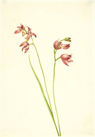 Orchidée Limodorum tuberosum, n.d. - Mary Vaux Walcott