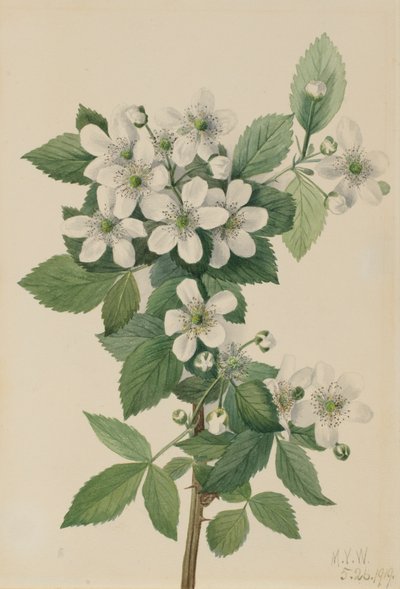 Ronce Rubus argutus, 1919 - Mary Vaux Walcott