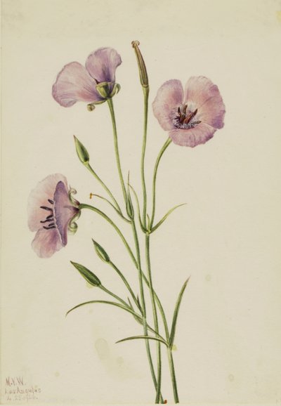 Mariposa lilas Calochortus splendens, 1926 - Mary Vaux Walcott