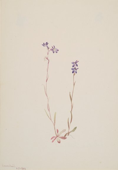 Lobelia Kalmii, 1904 - Mary Vaux Walcott