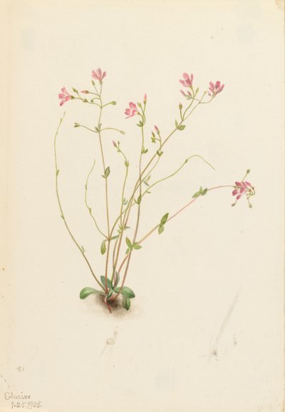 Naiad Spring Beauty Claytonia parvifolia, 1905 - Mary Vaux Walcott