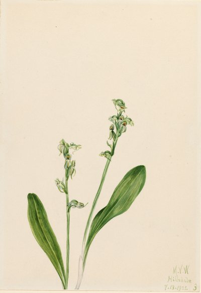 Orchidée des marais à une feuille Habenaria obtusata, 1922 - Mary Vaux Walcott