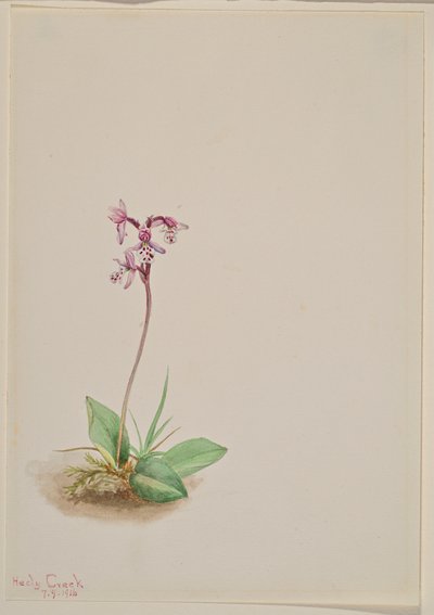 Orchis Orchis rotundifolia, 1916 - Mary Vaux Walcott