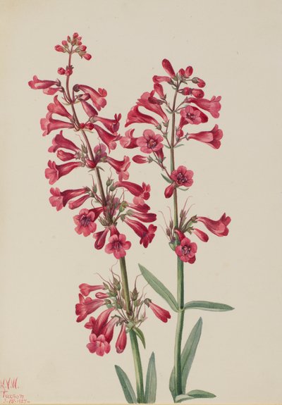 Penstemon de Parry - Mary Vaux Walcott