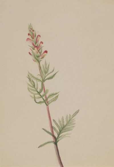 Pedicularis bracteosa, vers 1917-1918 - Mary Vaux Walcott