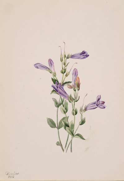 Penstemon Penstimon fruiticosus - Mary Vaux Walcott