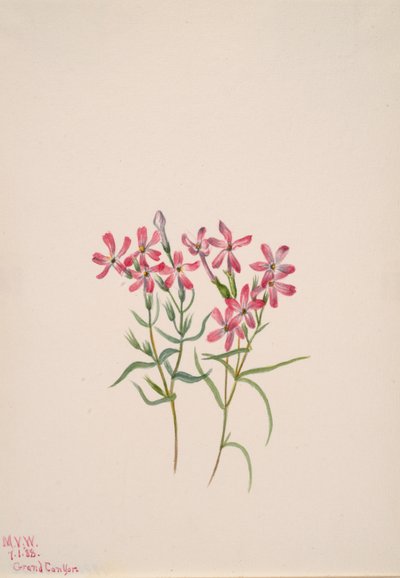 Phlox stansburyi, 1938 - Mary Vaux Walcott