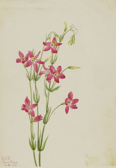 Centaurée rose Centaurium venustum, 1925 - Mary Vaux Walcott