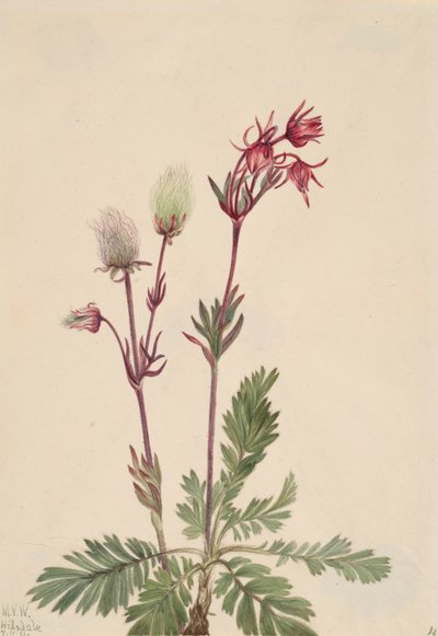 Prairie-Fumée Sieversia ciliata - Mary Vaux Walcott