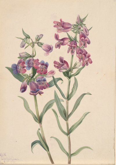 Pentstemon des prairies - Mary Vaux Walcott