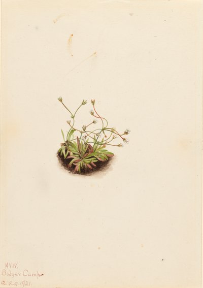 Androsace pygmée Androsace subumbellata, 1921 - Mary Vaux Walcott