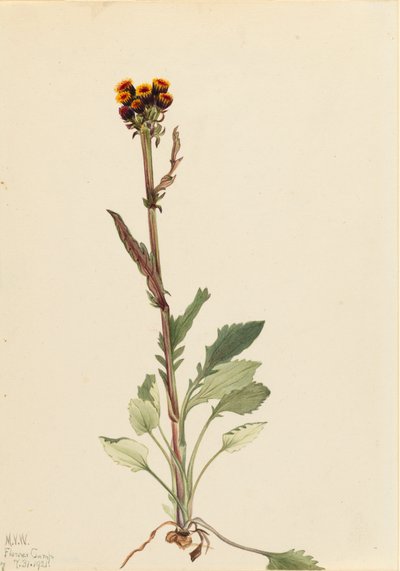 Séneçon sans rayons Senecio pauciflorus, 1921 - Mary Vaux Walcott