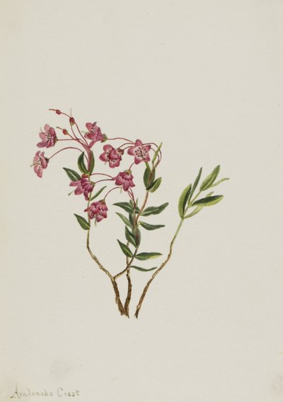 Kalmia des montagnes Rocheuses - Mary Vaux Walcott