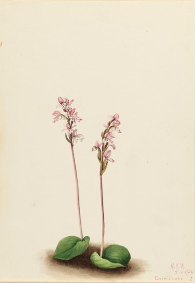 Orchis à feuilles rondes Orchis rotundifolia, 1924 - Mary Vaux Walcott