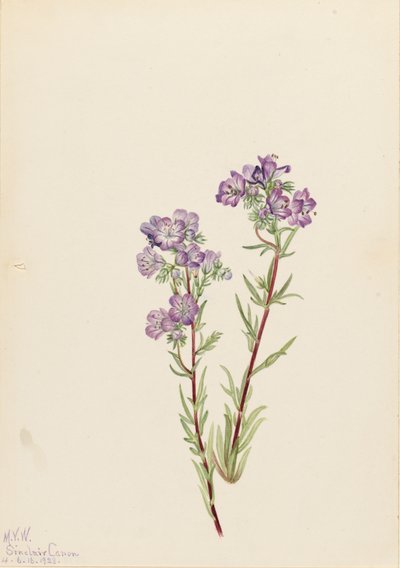 Phacélie des sables Phacelia linearis, 1923 - Mary Vaux Walcott